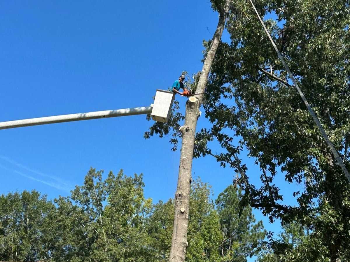 El Costeño Tree Service LLC